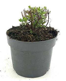 Salvia micr. 'Hot Lips' Pot 2 Liter