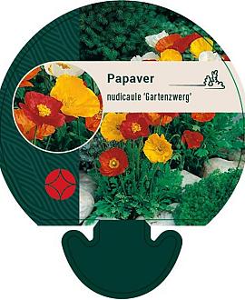Papaver nud. 'Gartenzwerg' Pot 9 cm