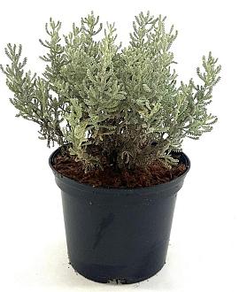 Santolina chamaecyparissus Pot 2 Liter 20 - 30 cm
