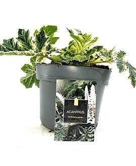 Acanthus 'Whitewater' Pot 2 Liter