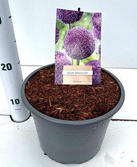 Allium 'Ambassador' Pot 5 liter 25-30cm