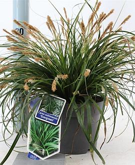 Carex o. 'Evergreen' - niet gebruiken Pot 2 Liter 20 - 30 cm