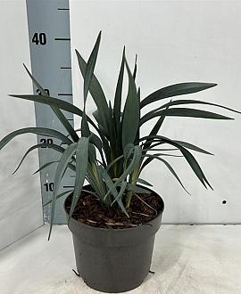 Dianella Blue Ripple Pot 3 Liter 30 - 40 cm