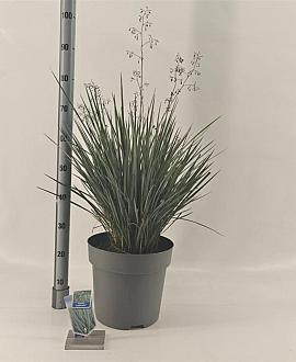 Dianella revoluta Coolvista Pot 12 liter 70 - 80 cm