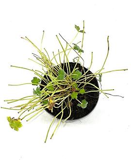 Geranium Dreamland Pot 2 Liter