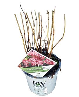 Hydrangea a. Ruby Annabelle Pot 3 Liter 40 - 50 cm