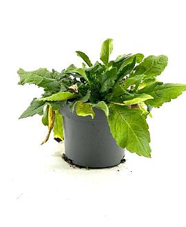 Knautia m. 'Melton Pastels' Pot 2 Liter