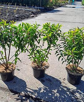 Prunus l. 'Angustifolia' Pot 3 Liter 40 - 50 cm