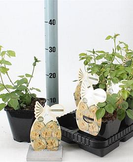 Rosa 'Jolandia' Pot 14 cm