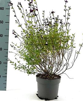 Salvia 'Nachtvlinder' Pot 2 Liter