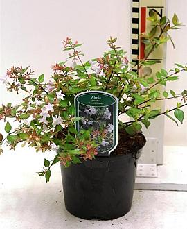 Abelia grandifl. 'Francis Mason' Pot 2 liter 25-30cm
