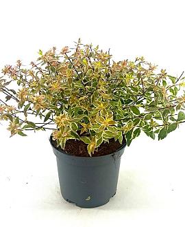 Abelia grandifl. 'Radiance' Pot 2 liter 25-30cm