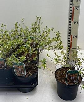 Abelia grandifl. Tricolor Charm Pot 2 liter 25-30cm