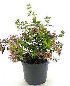 Abelia 'Raspberry Profusion' Pot 2 liter 25-30cm
