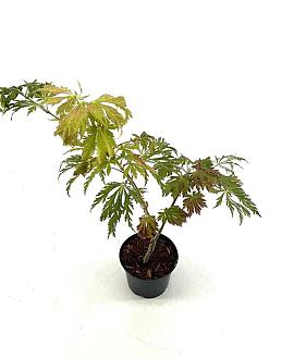 Acer japonicum 'Aconitifolium' Pot 2 liter 25-30cm