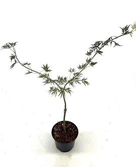 Acer pal. 'Dissectum' Pot 2 Liter30 - 40 cm