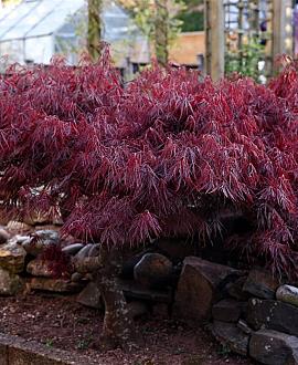 Acer pal. 'Garnet' Pot 20 liter 50 - 60 cm