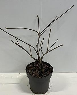 Aesculus parviflora Pot 12 liter 60 - 80 cm