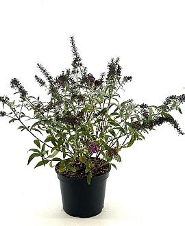 Buddleja Butterfly Red Pot 3 Liter 30 - 40 cm