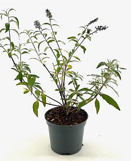 Buddleja d. 'Ile de France' Pot 3 Liter 40 - 50 cm