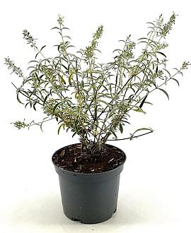 Buddleja d. 'Nanho White' Pot 3 Liter 30 - 40 cm