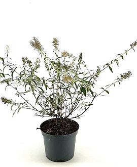 Buddleja d. 'White Bouquet' Pot 3 Liter 40 - 50 cm