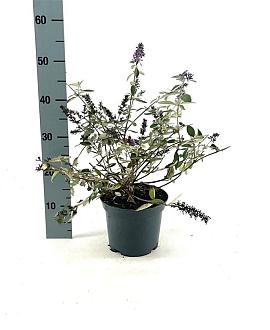 Buddleja Flutterby Lavender Pot 3 Liter 30 - 40 cm