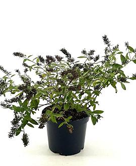 Buddleja Flutterby Peace Pot 3 Liter 30 - 40 cm