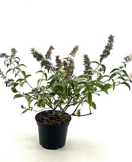 Buddleja Flutterby Pet. Snow White Pot 3 Liter 30 - 40 cm
