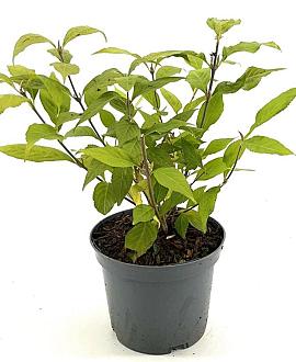 Callicarpa jap. 'Leucocarpa' Pot 3 Liter 30 - 40 cm