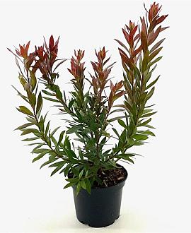 Callistemon 'Red Rocket' Pot 2 Liter30 - 40 cm