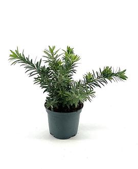 Callistemon viminalis Pot 2 liter 25-30cm