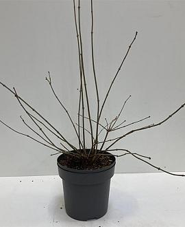 Calycanthus 'Venus' Pot 12 liter 60 - 80 cm