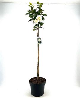 Camellia j. 'Brushfield's Yellow' Pot 10 liter Stam 80 cm