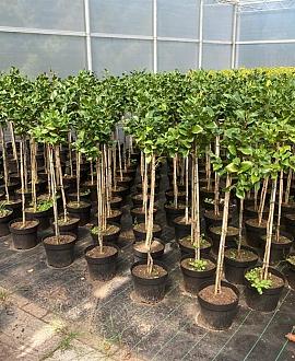 Camellia j. 'Dr King' Pot 10 liter Stam 80 cm