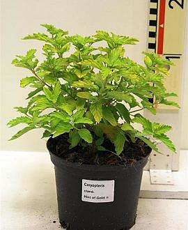 Caryopteris cland. Hint of Gold Pot 2 liter 30-35cm