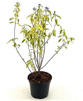 Caryopteris cland. 'Summer Sorbet' Pot 2 Liter30 - 40 cm