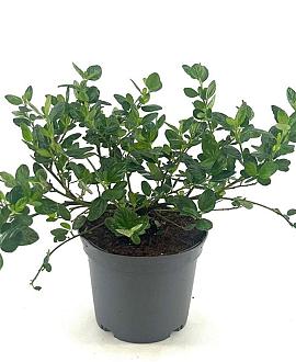 Ceanothus griseus 'Yankee Point' Pot 2 Liter30 - 40 cm