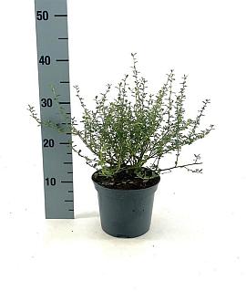 Ceanothus 'Italian Skies' Pot 2 Liter30 - 40 cm