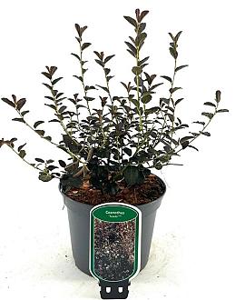 Ceanothus 'Tuxedo' Pot 2 Liter30 - 40 cm