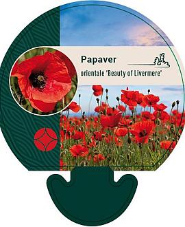 Papaver or. 'Beauty of Livermere' Pot 9 cm