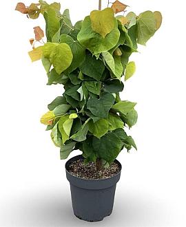 Cercis can. The Rising Sun Pot 12 liter 80 - 100 cm