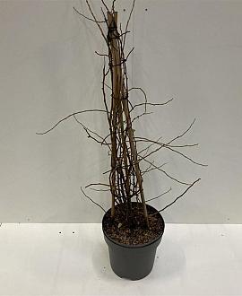 Chaenomeles spec. Mango Storm Pot 12 liter 100 - 125 cm