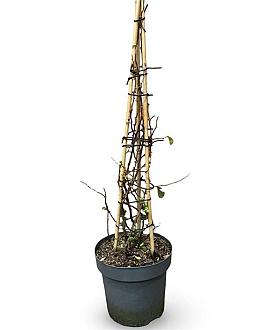 Chaenomeles spec. 'Orange Storm' Pot 12 liter 100 - 125 cm