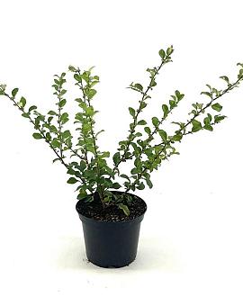 Chaenomeles sup. 'Orange Trail' Pot 2 liter 25-30cm