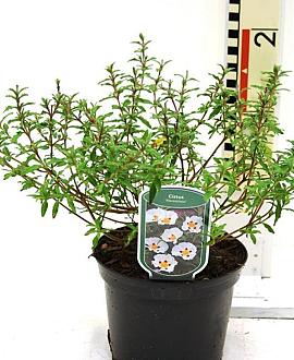 Cistus florentinus Pot 2 liter 25-30cm