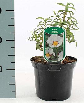 Cistus purpureus 'Alan Fradd' Pot 2 liter 25-30cm
