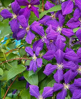 Clematis 'Jackmanii' Pot 20 Liter 175 - 200 cm