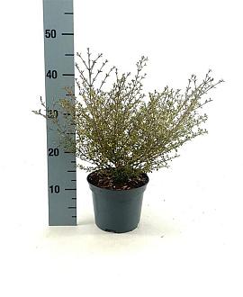 Coprosma 'Beatson's Gold' Pot 2 Liter30 - 40 cm