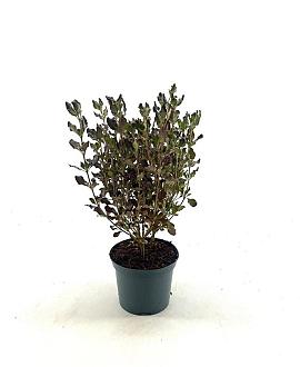 Coprosma r. Pacific Night Pot 2 liter 25-30cm